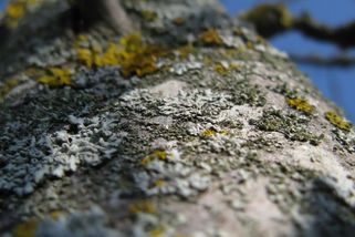 Jakuti sázejí proti covidu na lišejník a březovou kůru - Novinky